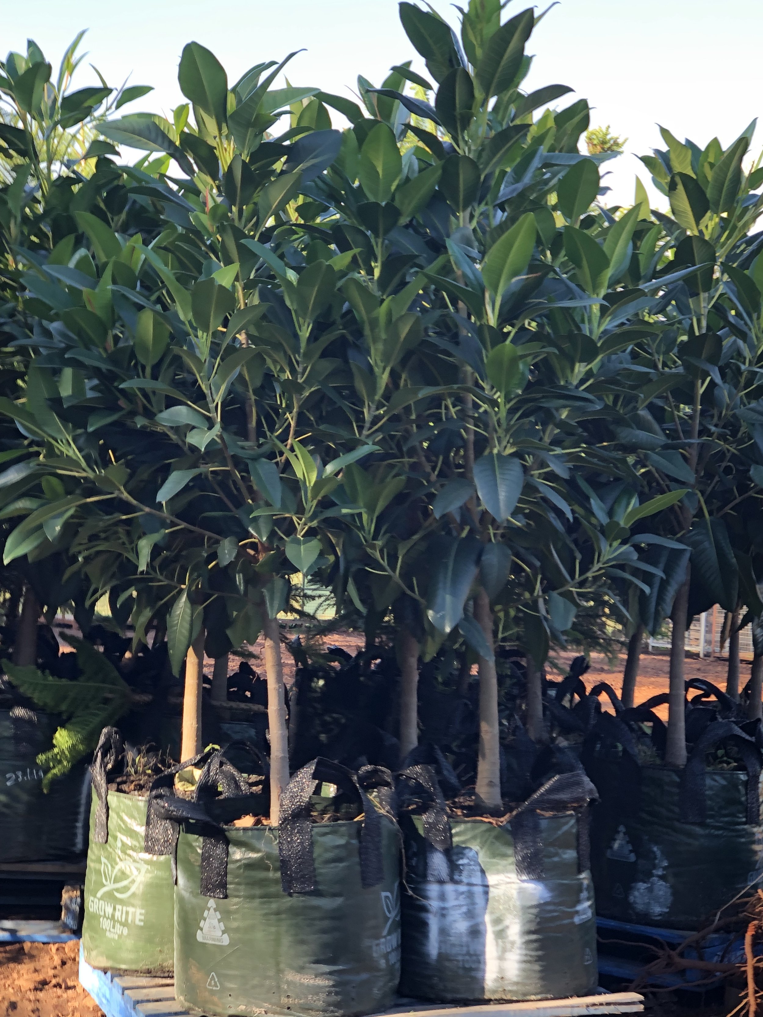 Ficus macrophylla