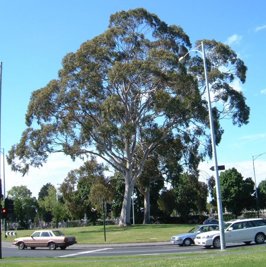 Corymbia (Eucalyptus) citriodora
