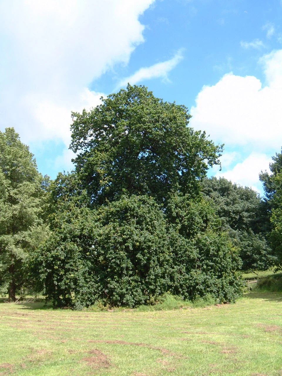 Quercus robur