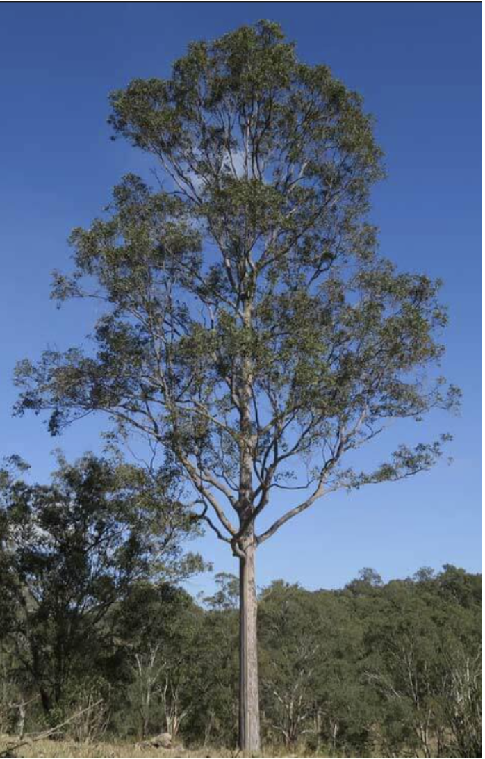 Corymbia (Eucalyptus) maculata