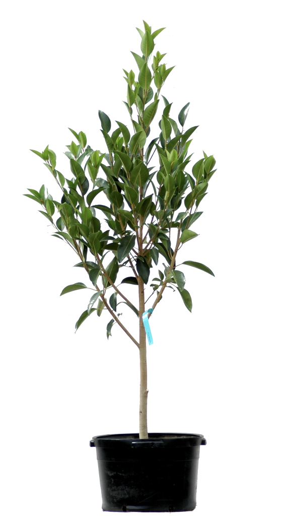 Ficus platypoda