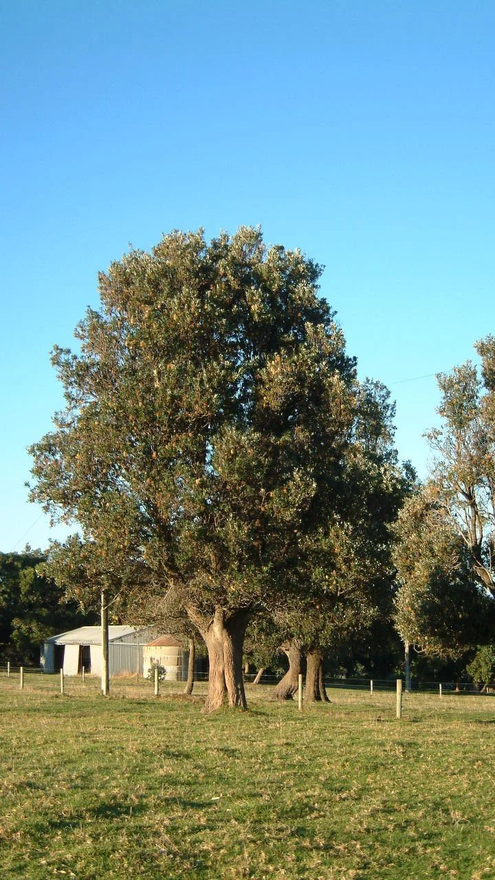 Banksia integrifolia