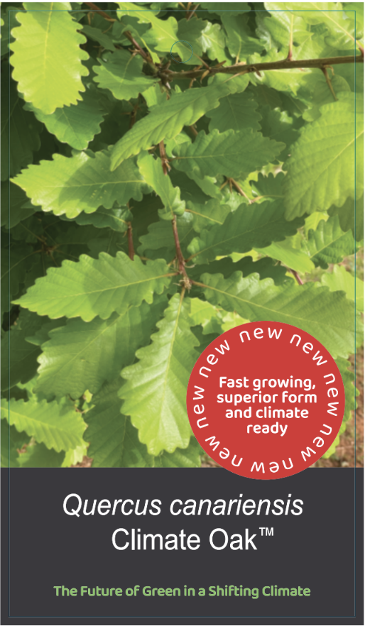 Quercus canariensis Climate Oak TM