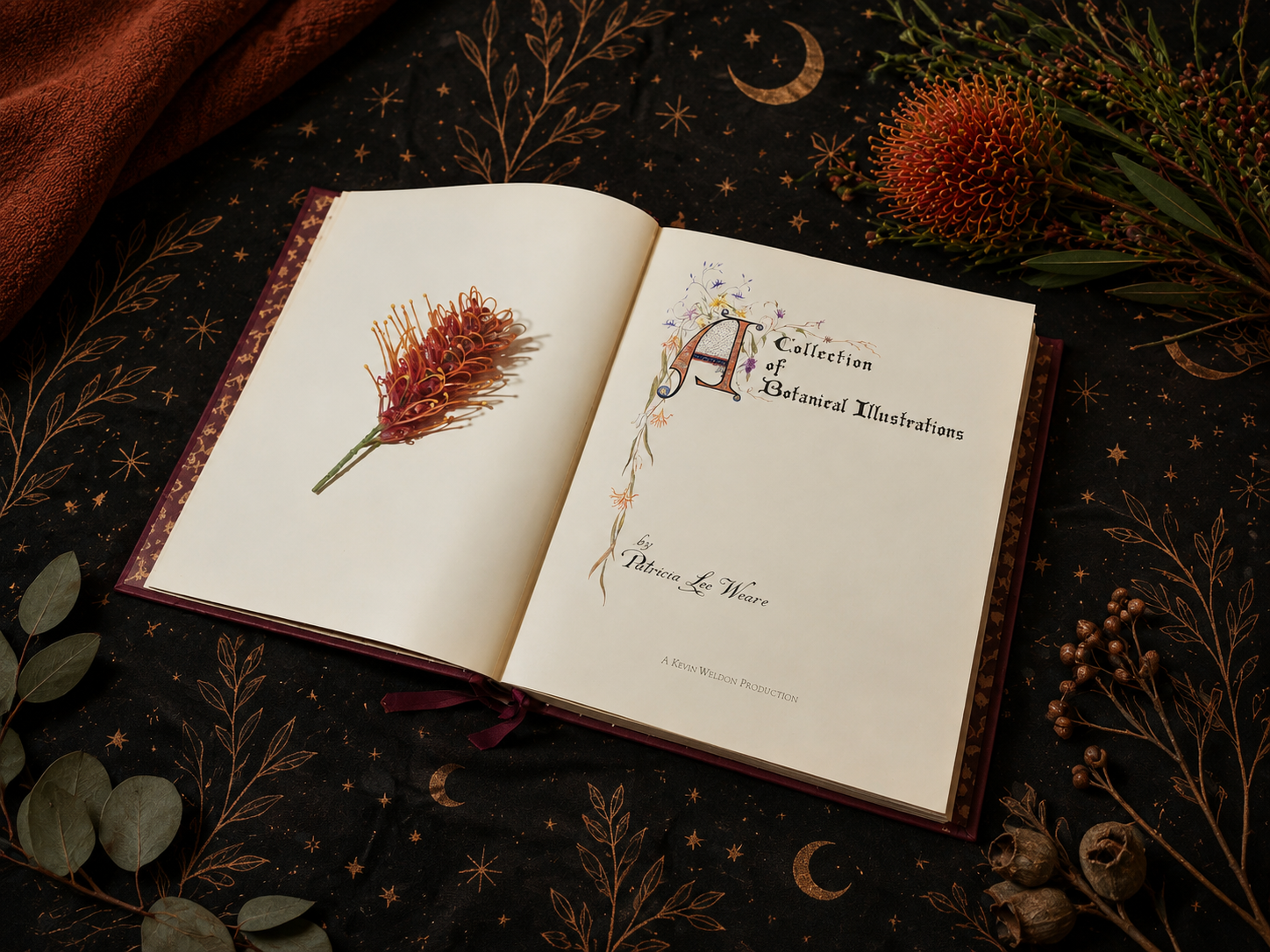 TWW - Patricia Weare A collection of australian Wildflower illustrations book6.png