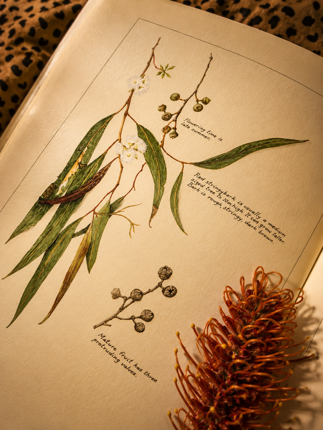 A Collection of Australian Wildflower Illustrations - Vintage Book