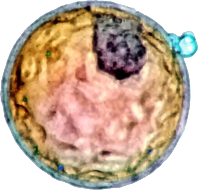Embryo