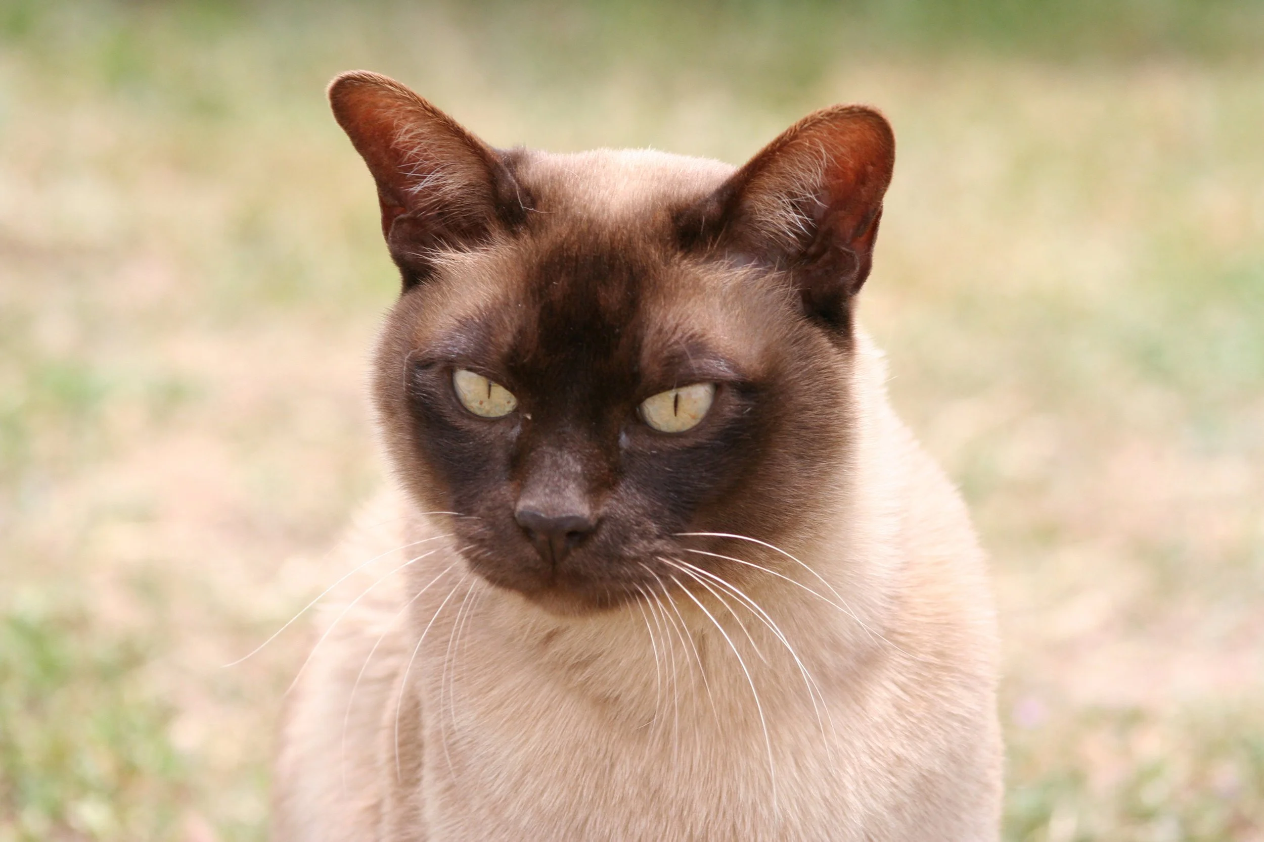 Close-up of a Siamese cat with cream and dark brown fur, yellow eyes, and large ears, outdoors on a grassy area.