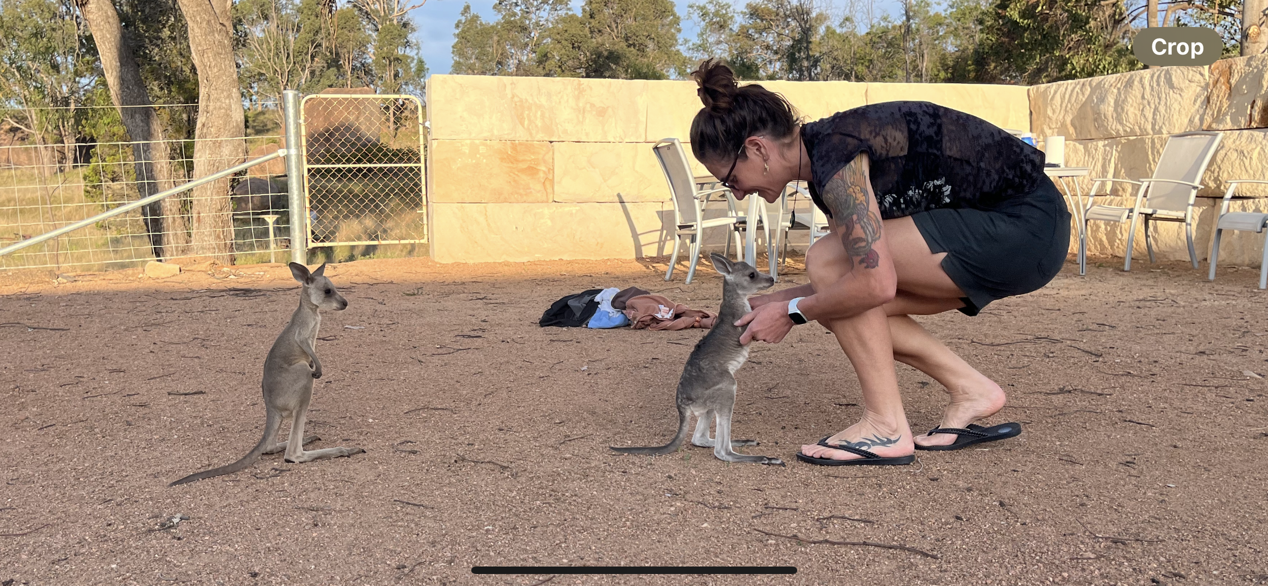 A person with tattoos and glasses crouches down to interact with two kangaroos at a wildlife park, surrounded by chairs, a stone wall, and trees.