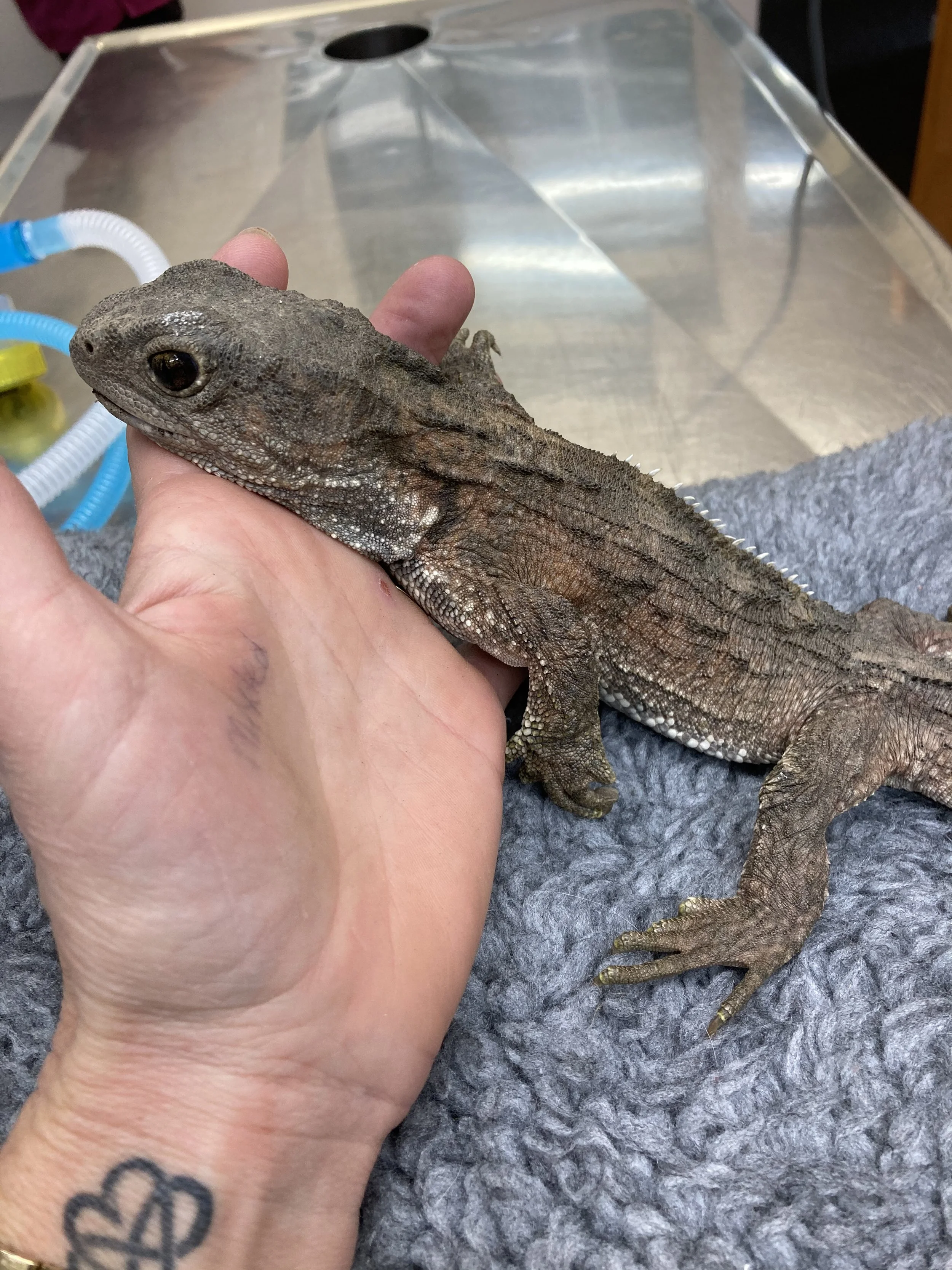 A person holding a small brown lizard with rough skin and black eyes, with a tattoo of a heart on their wrist, on a gray textured surface.