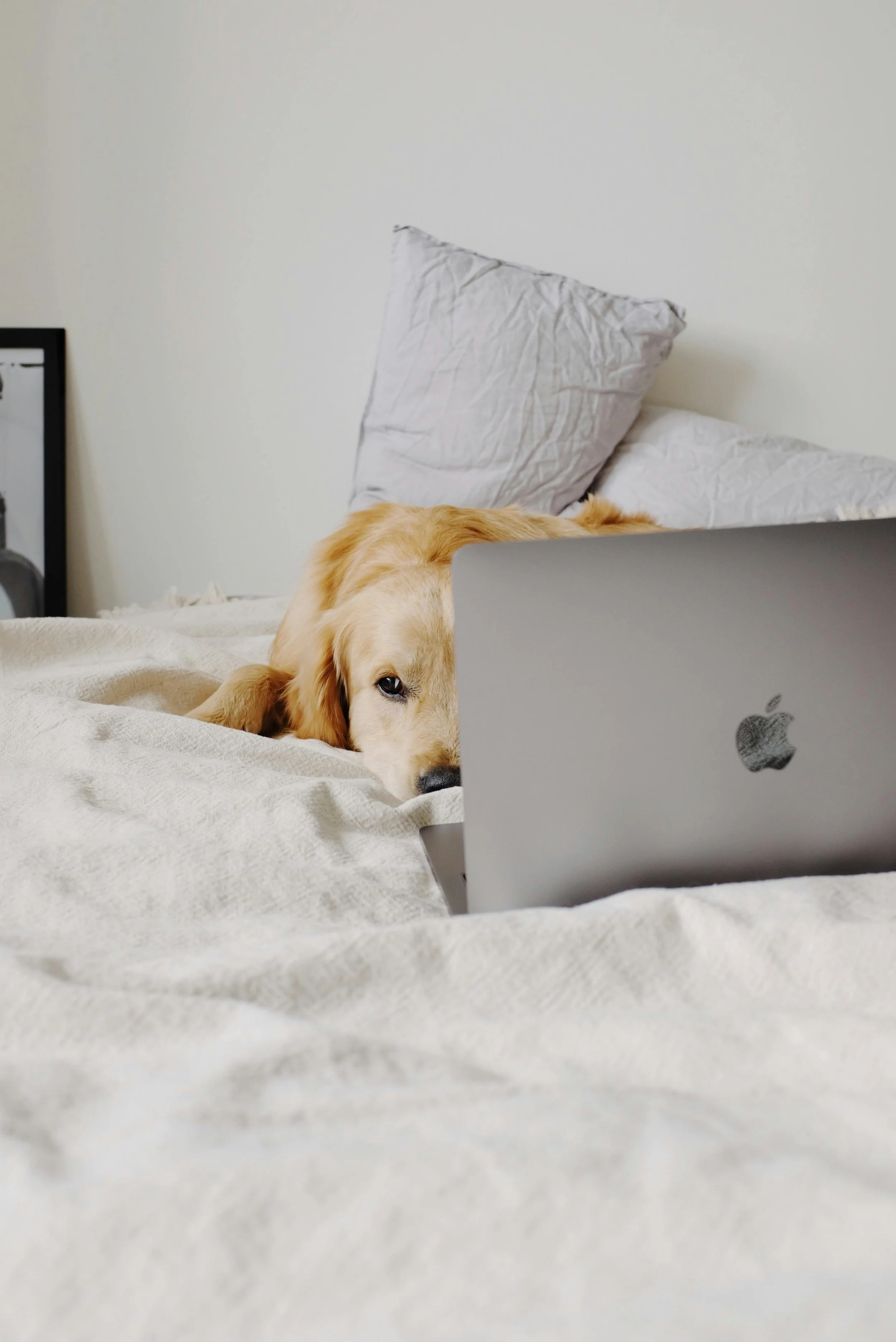 A golden retriever lying on a bed with white sheets, partially hiding behind a silver MacBook laptop with an Apple logo, in a bedroom with a plain wall and pillows.
