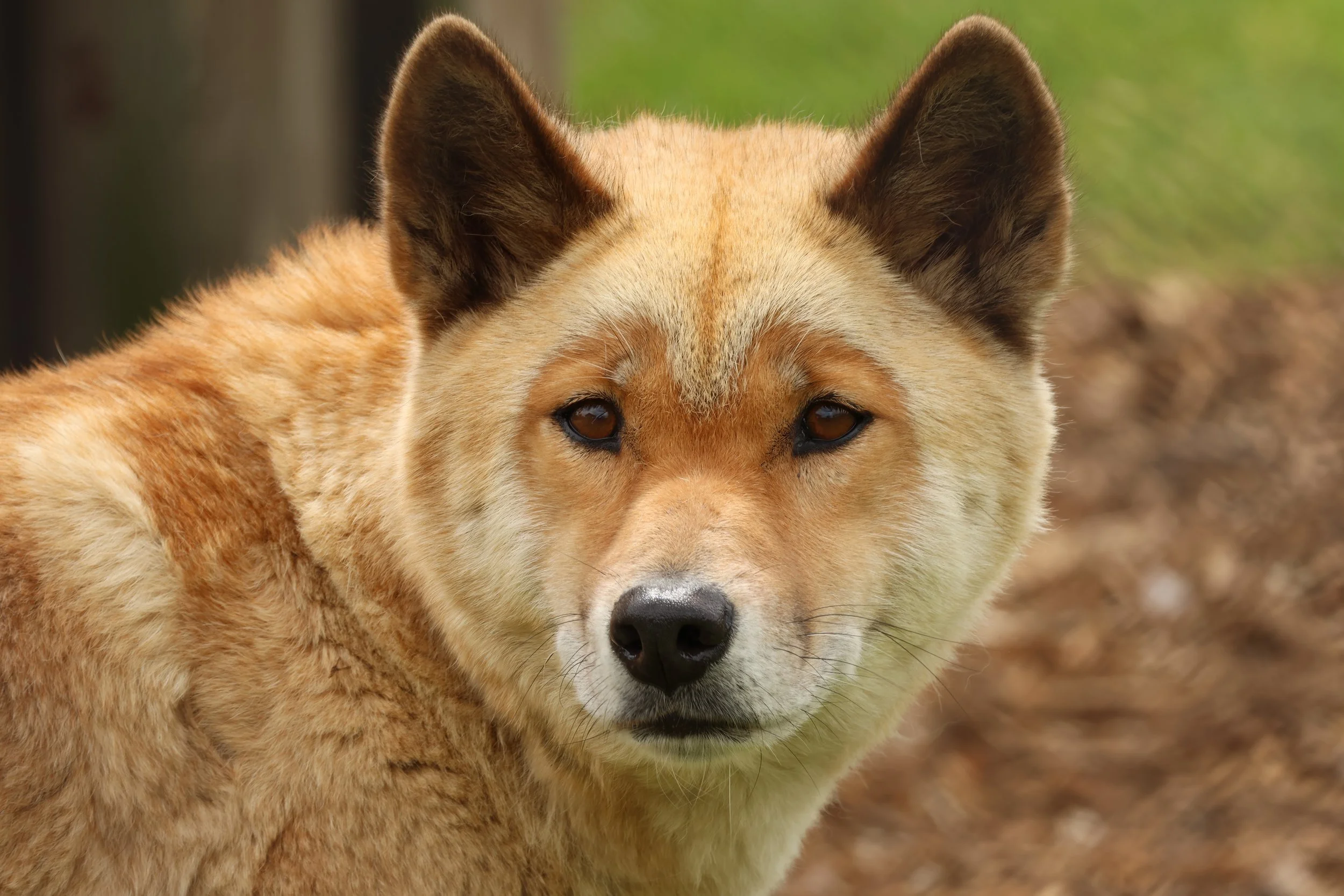 Close-up of a dog with tan fur, pointed ears, and dark eyes, outdoors on a natural background.