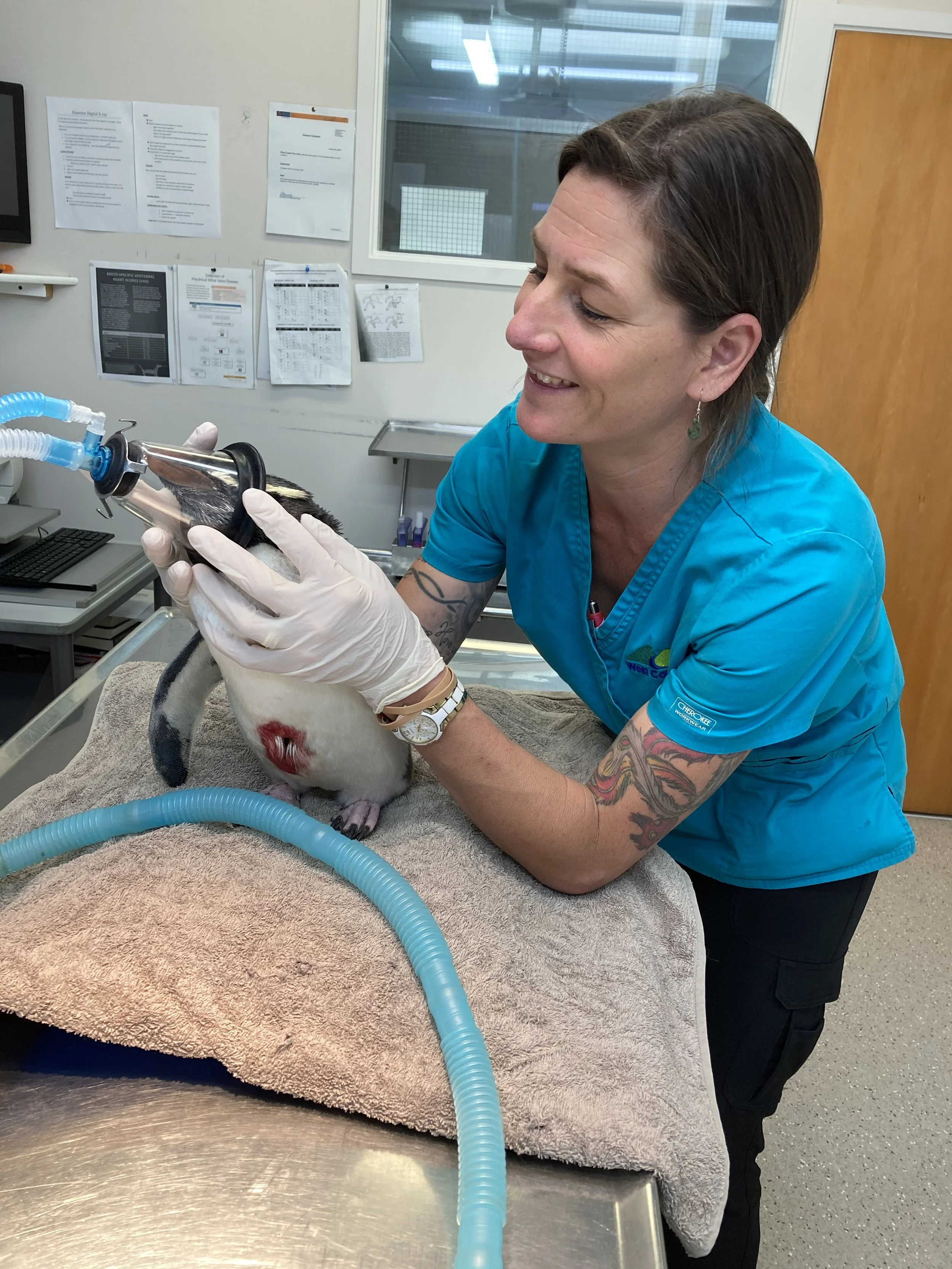A veterinarian or veterinary technician working with an anesthesia machine on a penguin at a veterinary clinic.