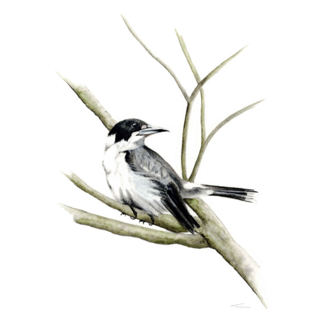 Grey Butcherbird_Susan Tilgner.png