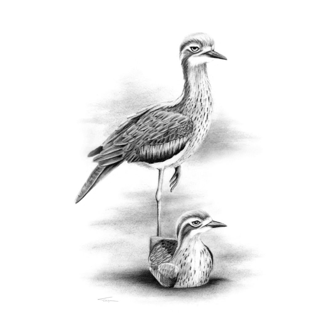 Bush Stone-curlew Susan Tilgner.jpg