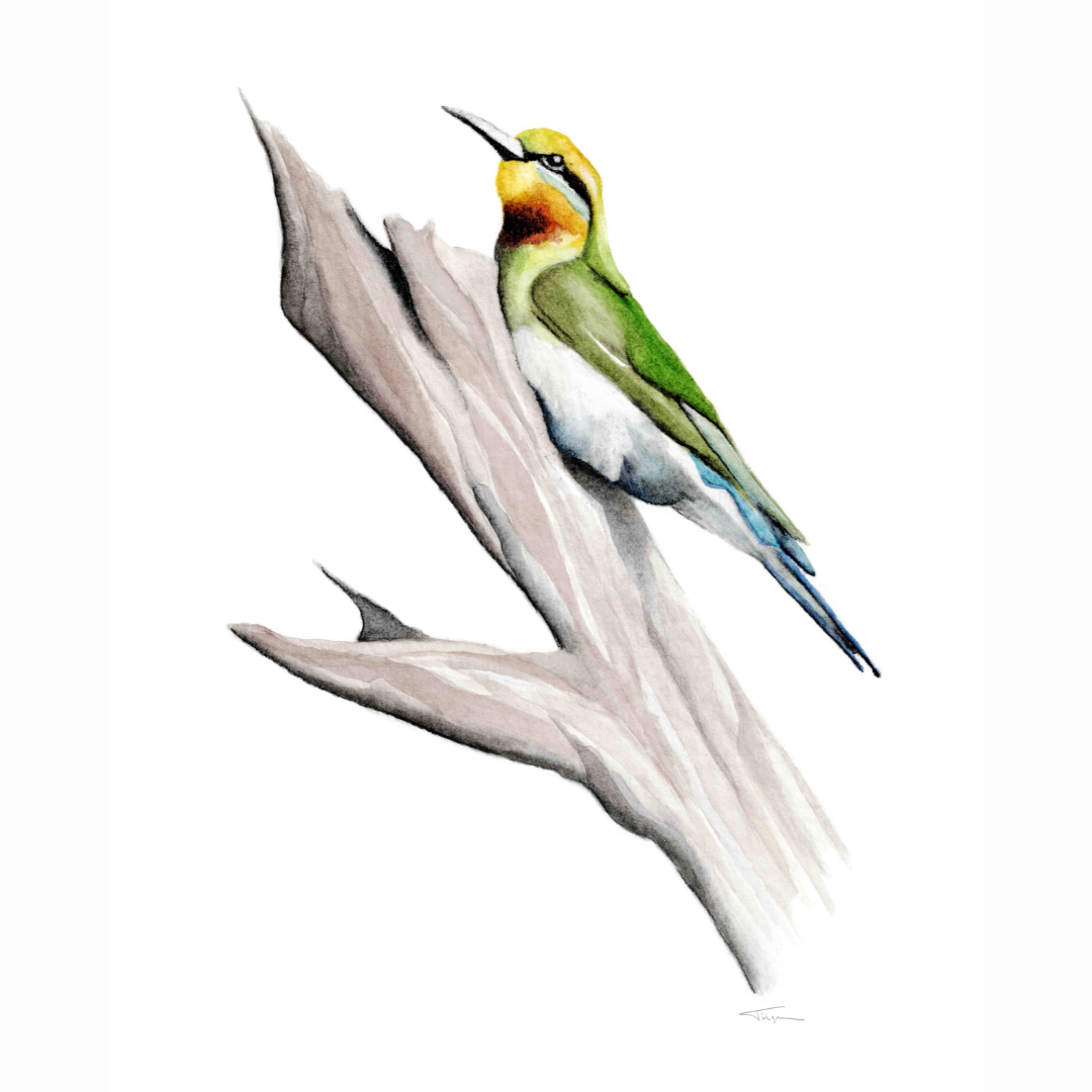 Rainbow Beeeater Susan Tilgner.png