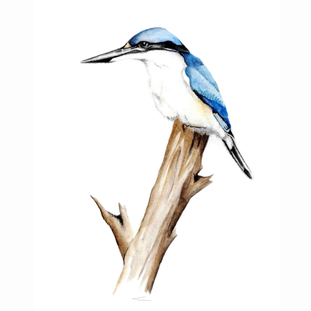 Forest Kingfisher Susan Tilgner.png