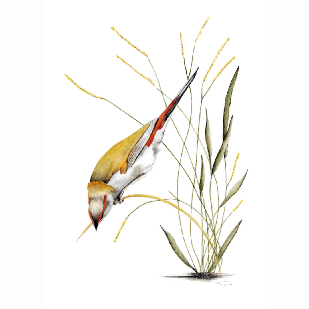Red-Brow Finch_Susan Tilgner.png