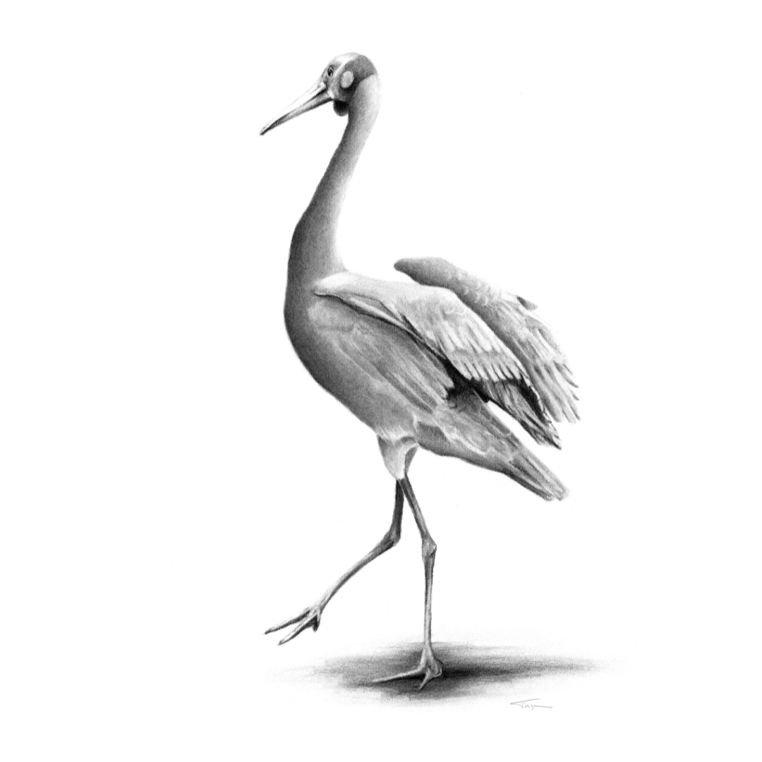 Brolga_Susan Tilgner.png