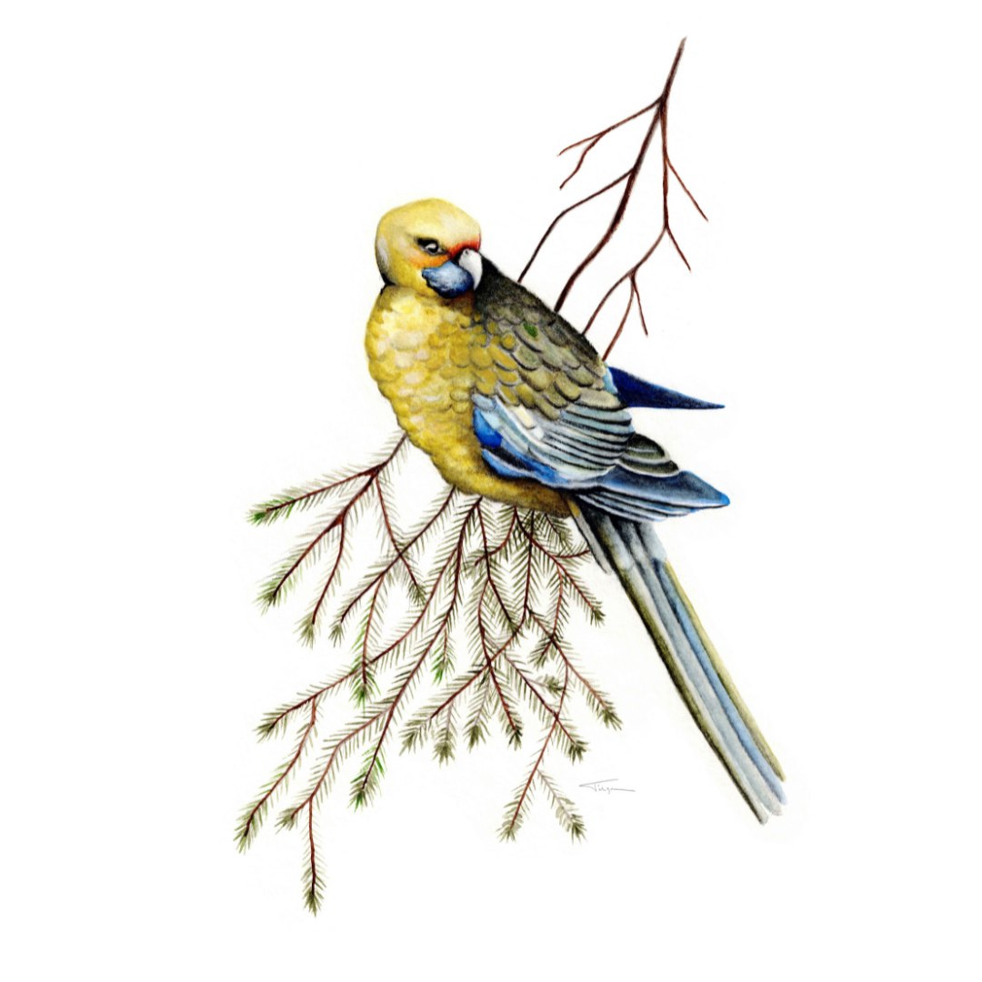 Yellow Rosella_Susan TIlgner.png