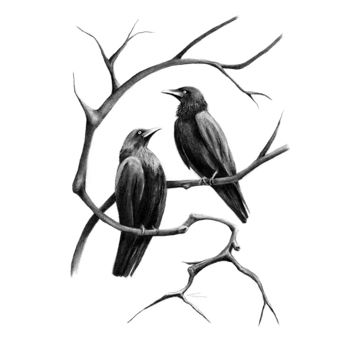 Australian Raven Susan Tilgner.jpg