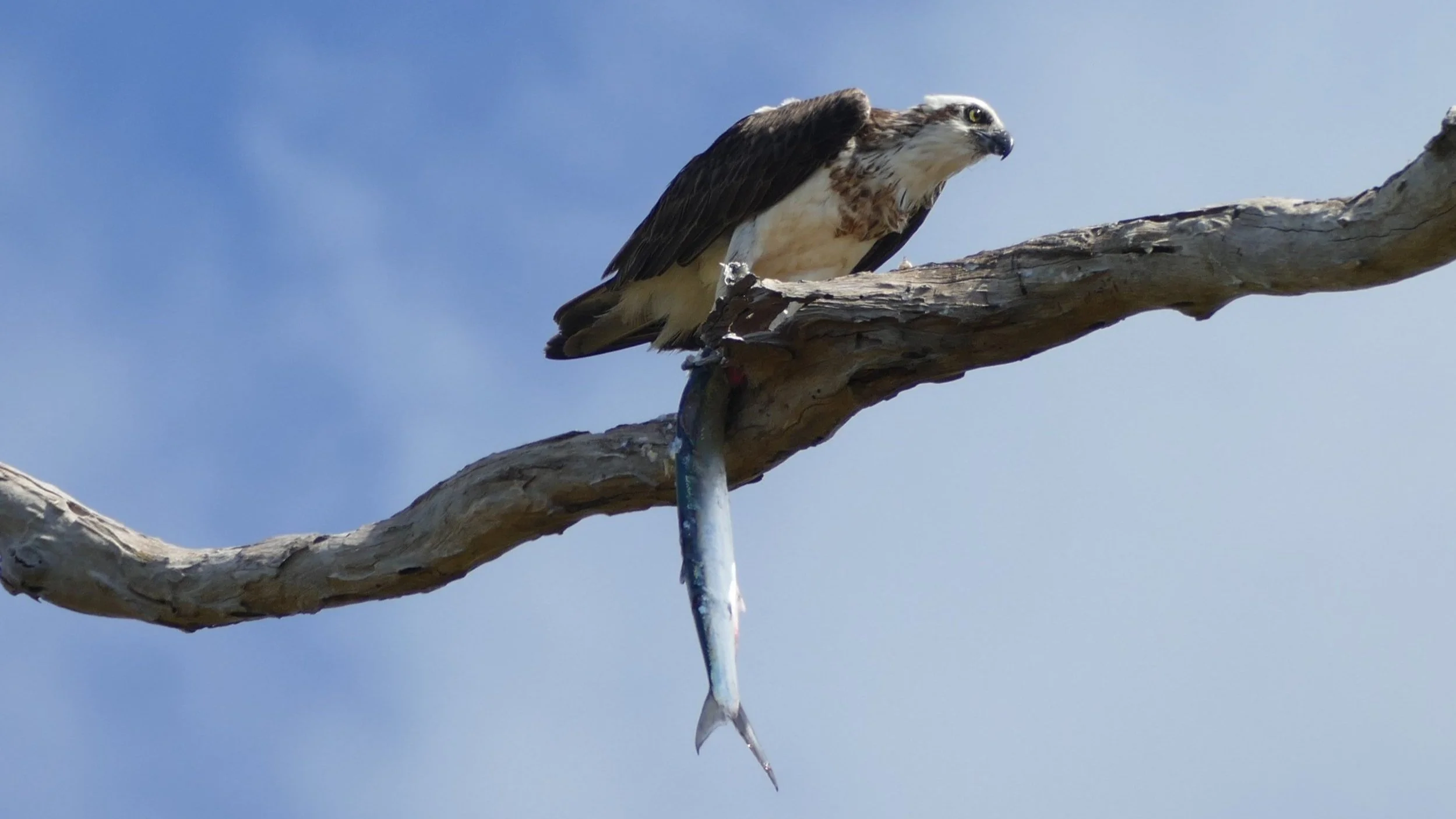 Eastern Osprey Copyright Susan Tilgner 2024