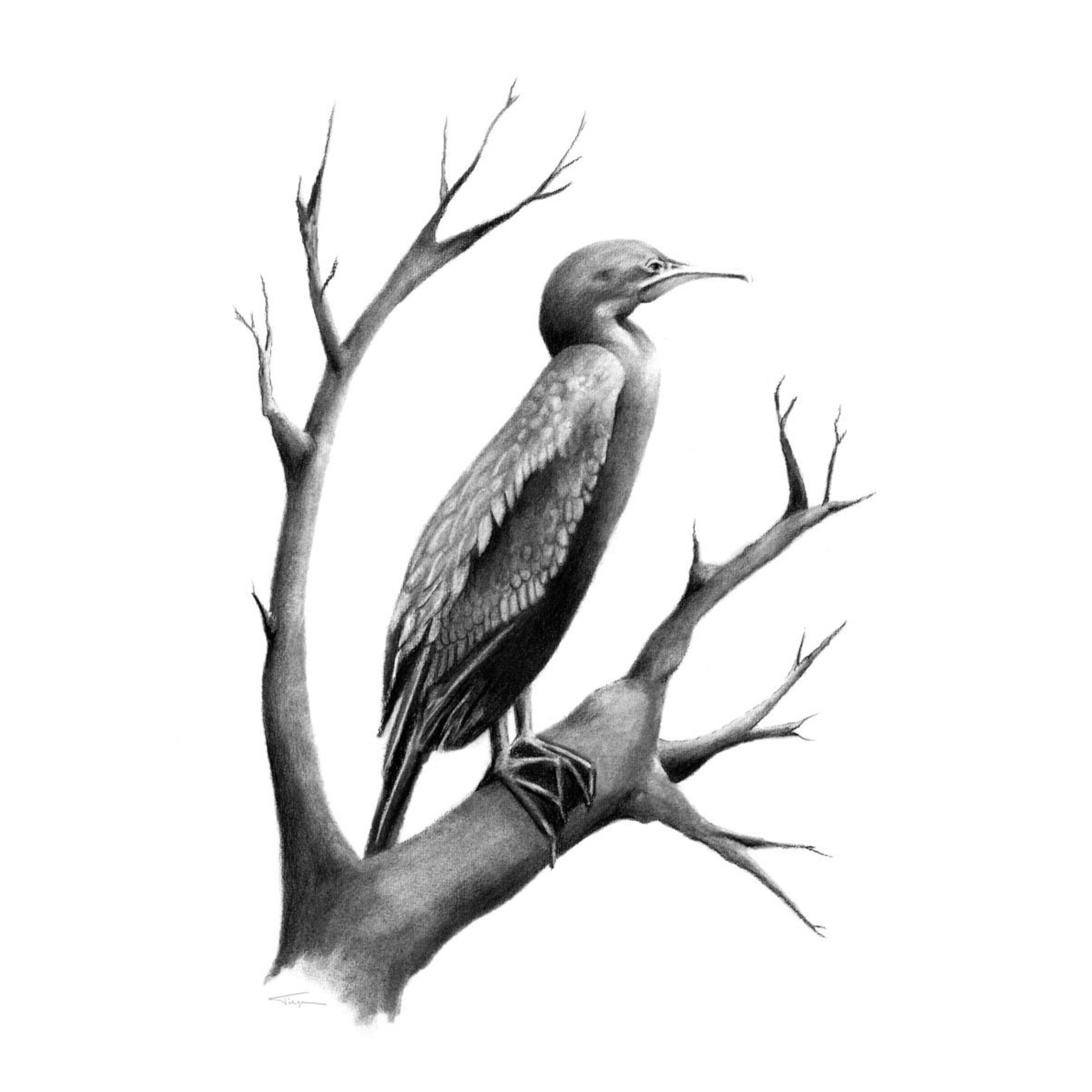 Little Black Cormorant Susan Tilgner PS.jpg