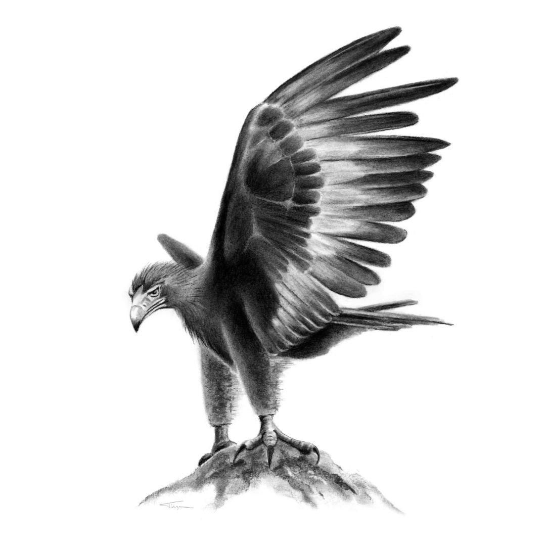 Wedge-tailed Eagle Susan Tilgner.jpg