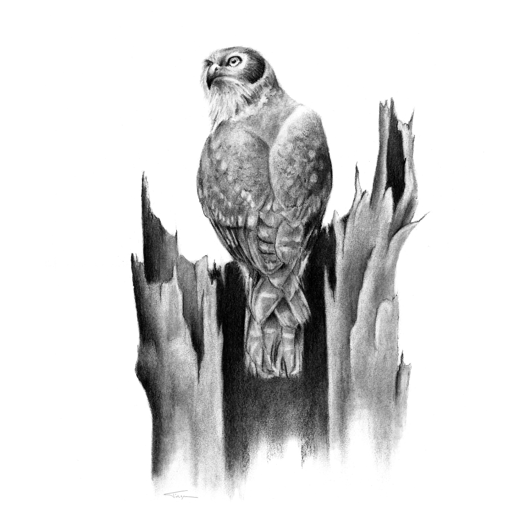 Website Barking Owl.png
