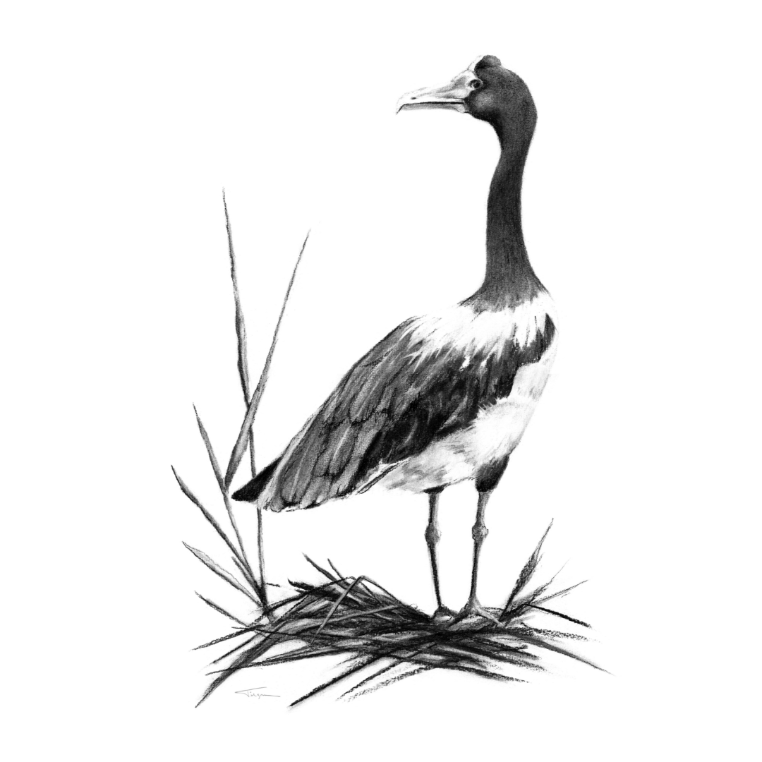 Website Magpie Goose.png