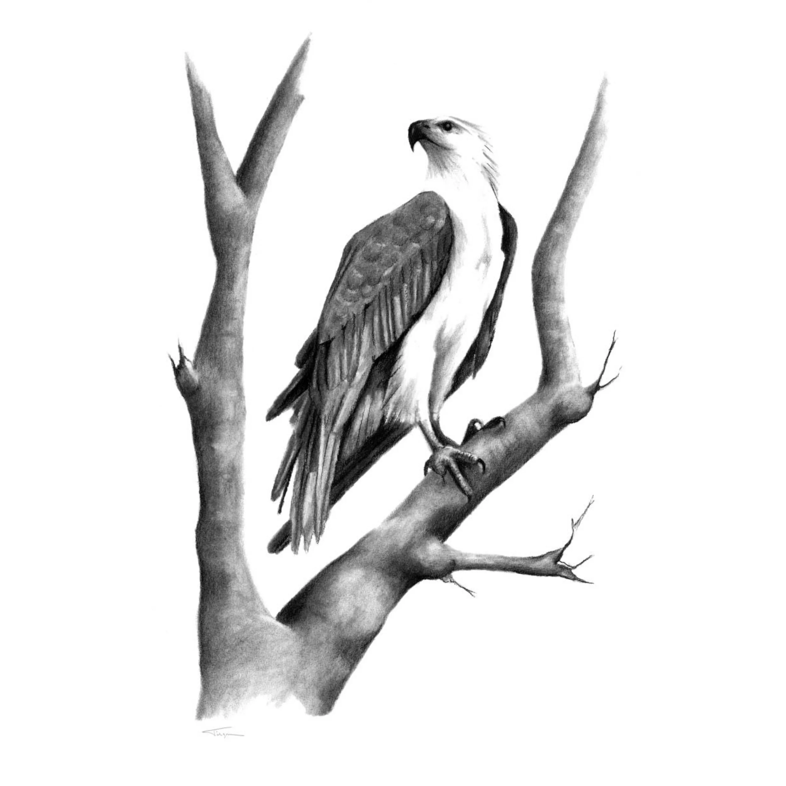 White-bellied Sea Eagle Susan Tilgner PS.jpg