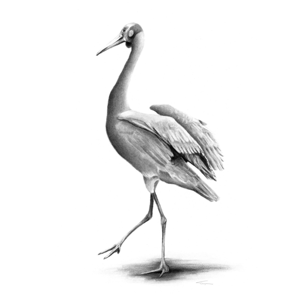 Website Brolga.png