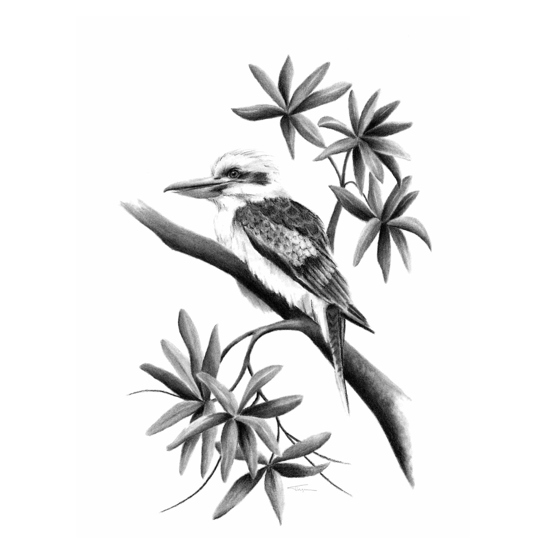 Wesbite Kookaburra.png