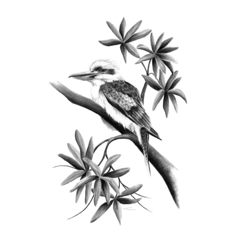 Laughing Kookaburra
