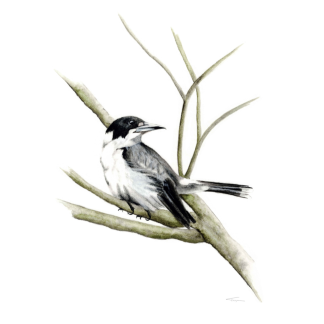 Grey Butcherbird