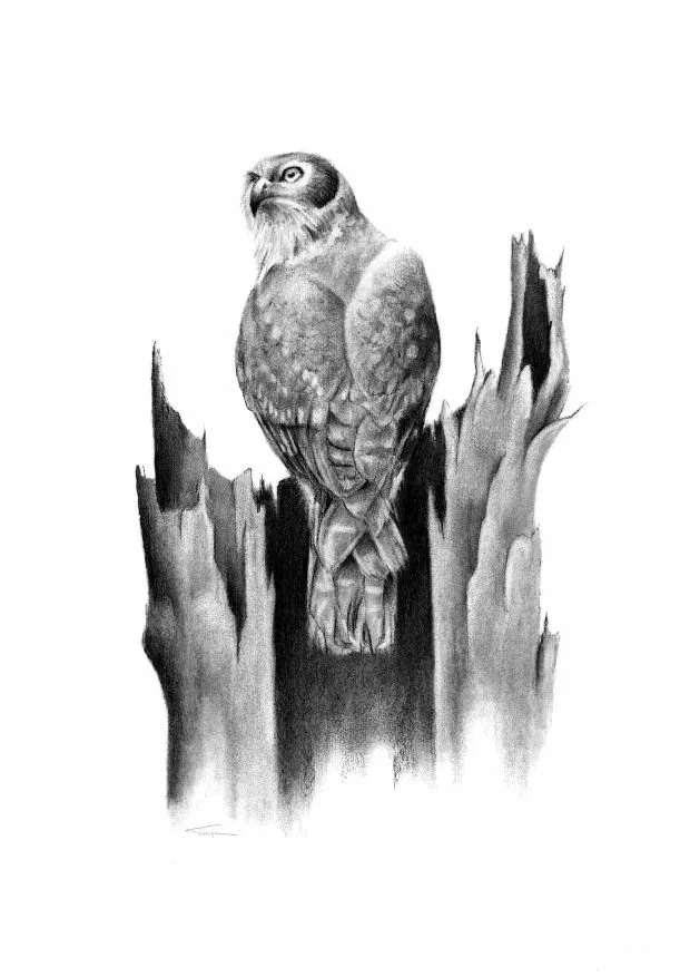 Barking Owl