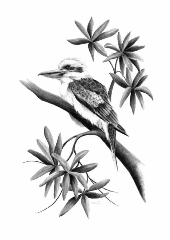Laughing Kookaburra