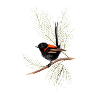 Red-backed Wren