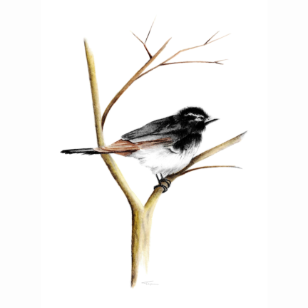 Willy Wagtail