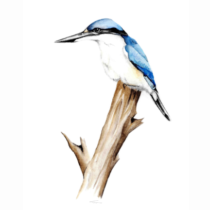 Forest Kingfisher