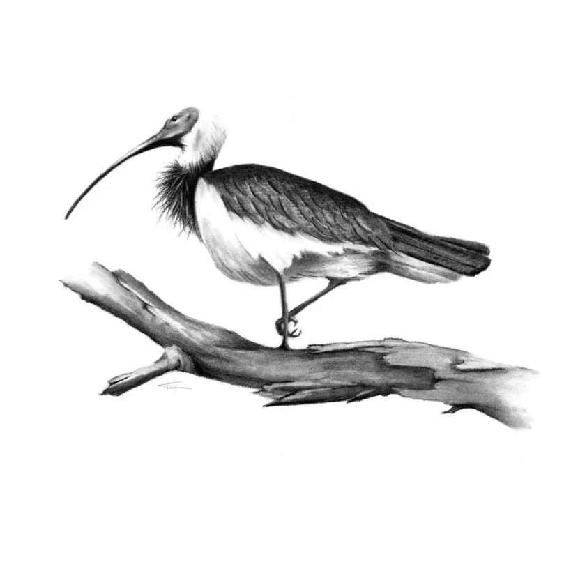 Straw-necked Ibis