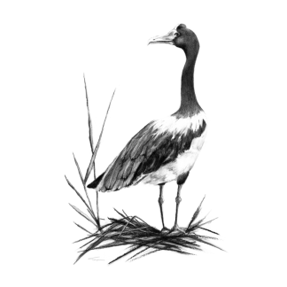 Magpie Goose