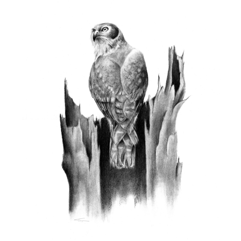 Barking Owl