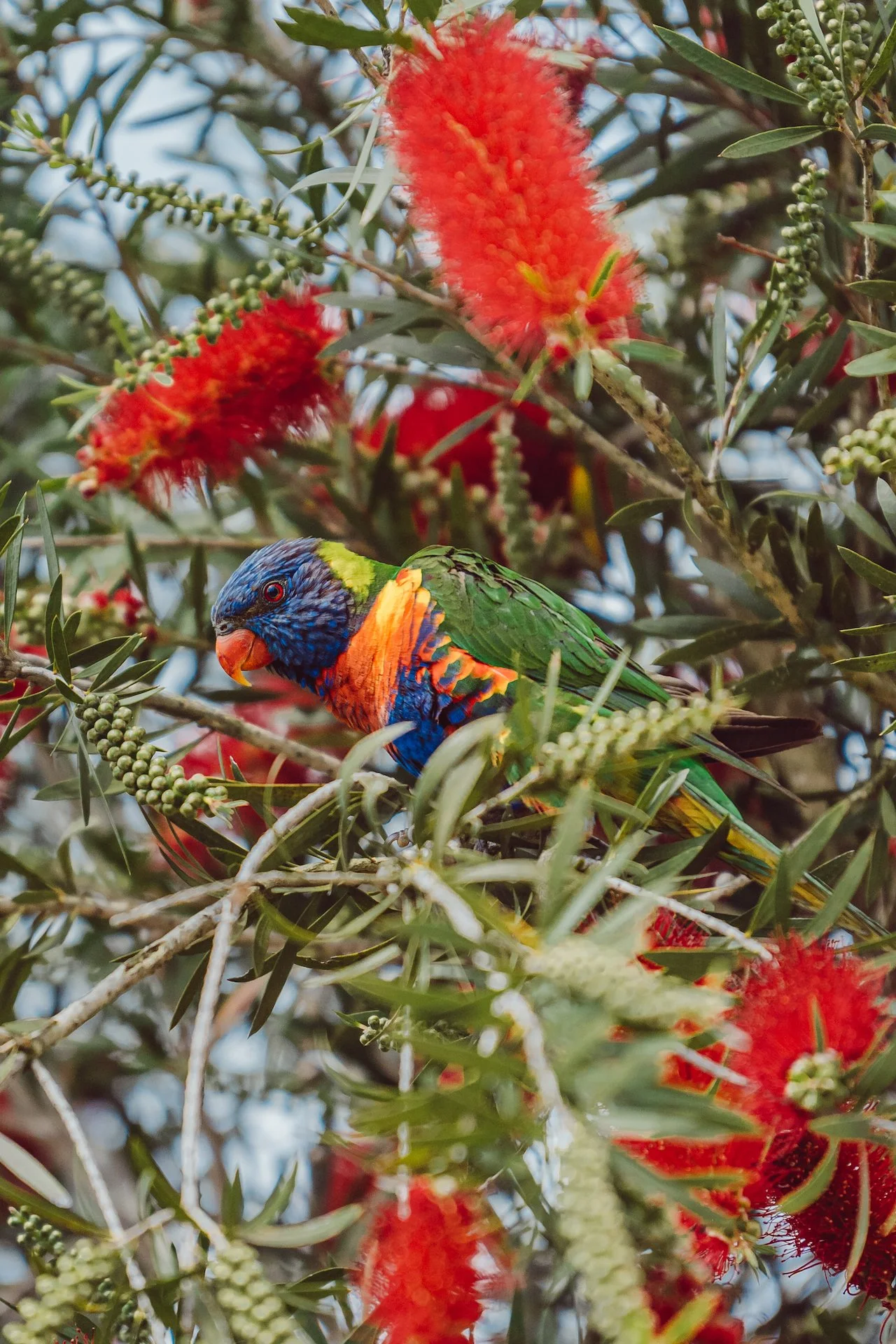 Raibow Lorikeet.jpg