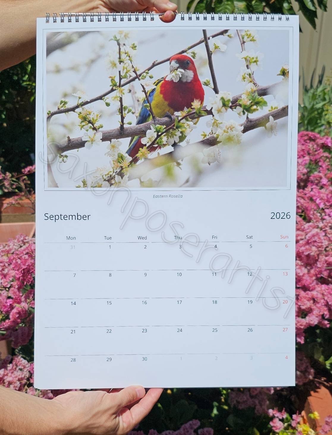 A calendar page for September 2026 featuring a photograph of a red, yellow, and blue bird, a Rosella, perched on a branch with white blossoms. The calendar is held by two hands outside, with pink flowers and green foliage in the background.