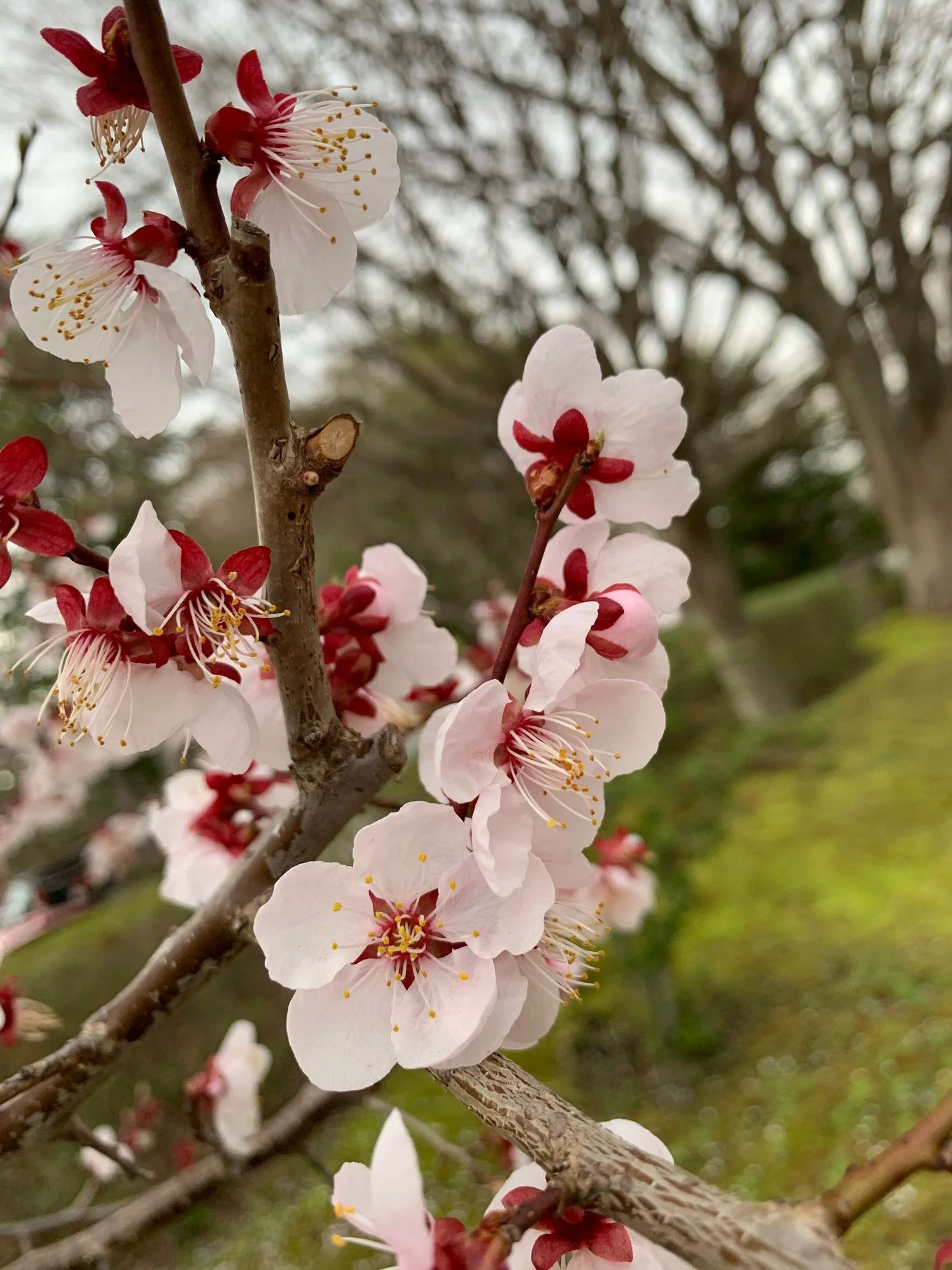 Close-up of blooming sakura on a tree branch with a blurred background.