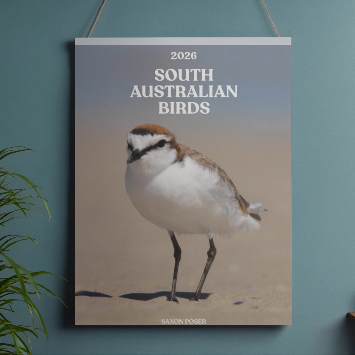 Poster of a bird on a sandy background with titled '2026 South Australian Birds' and the subtitle 'Saxon Poser'.