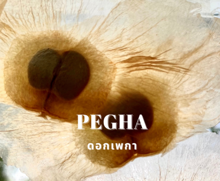 Close-up of a biological specimen with two dark circular structures and the word 'PEGHA' overlaid.
