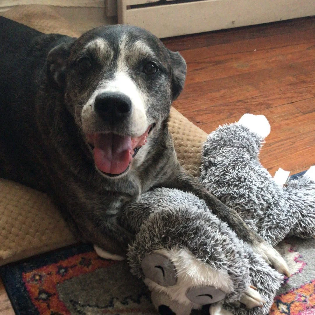 Sunnyside Dog Walker