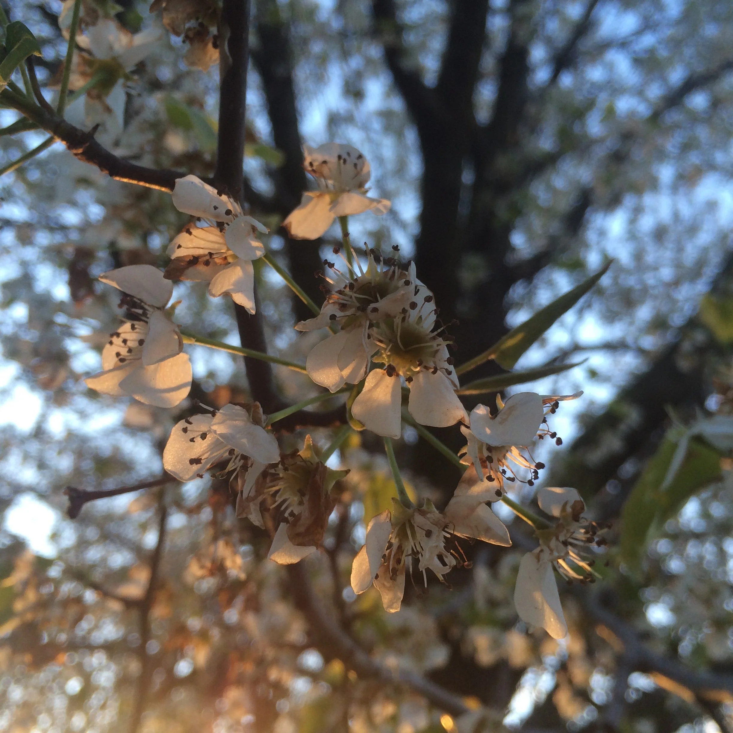 Close-up of white blossoms with dark stamens on a tree branch during sunset, with a blurred background of a tree trunk and blue sky.