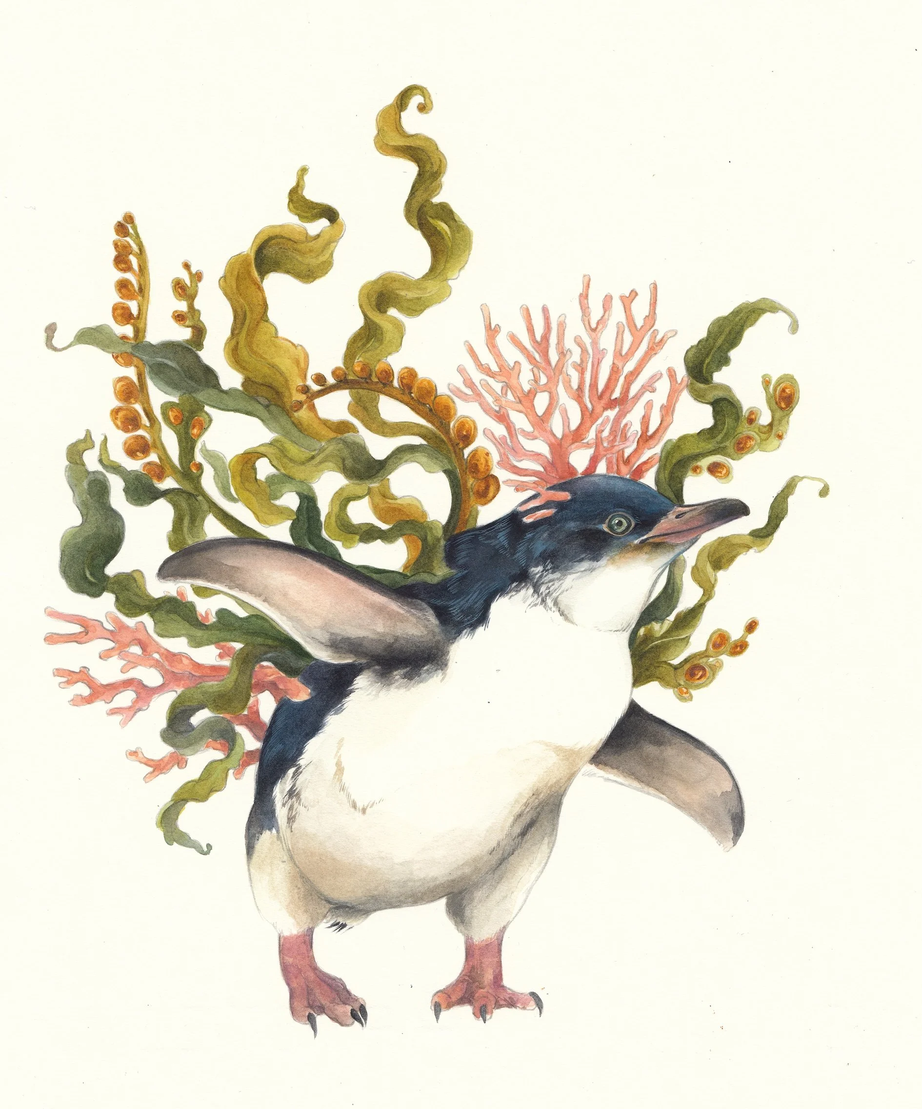 Penguin & Kelp